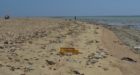 ظهور ”قنديل البحر المزيف” في الشواطئ المتوسطية المغربية