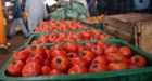 الطماطم تتصدر قائمة صادرات الخضر والفواكه المغربية إلى إسبانيا