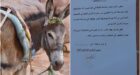 جماعة مغربية تثير سخرية الفيسبوكيين بإعلان عن بيع حمار في المزاد العلني