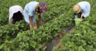 إسبانيا تُخفّض من نسبة العاملات المغربيات في حقول الفراولة