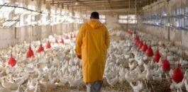 خبيرة جزائرية: إنفلونزا الطيور ستقضي على ماتبقى من الاقتصاد الجزائري