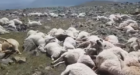 صاعقة رعدية تقتل 550 رأسا من الأغنام (فيديو)
