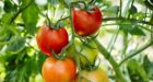 “أونسا” .. بلاغ مهم حول مرض أصاب “الطماطم” بعدد من الضيعات الفلاحية