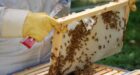 توضيحات جديدة من وزارة الفلاحة حول “انهيار طوائف النحل” بالمغرب