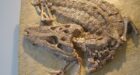 الحكومة الأمريكية تُعيد مستحاثة تمساح إلى المغرب