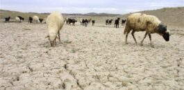 معطيات مقلقة.. الجفاف المزمن يهدد مصدر رزق 40 في المئة من الأسر المغربية