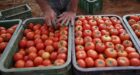 أسعار الطماطم تنخفض بشكل ملموس ورئيس فيدرالية مهنية يحذر من فيروس خطير