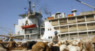 فيديو.. غرق سفينة محملة بـ16 ألف رأس ماشية كانت موجه للسعودية