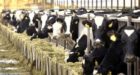 برلمانيون للحكومة: منع ذبح “البقر الحلوب” قد يشجع ظاهرة “الذبيحة السرية”