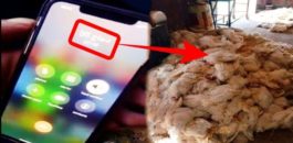 بيع دجاج “ميت” بـ7 دراهم.. فيديو يثير رعب المغاربة بعد أن تم اجتزاء مقطع مهم من حقيقته