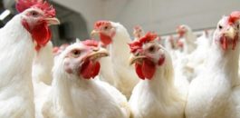 أسعار بيع الدجاج تسجل الارتفاع مع اقتراب شهر رمضان