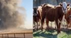 نفوق 18 ألف بقرة بعد انفجار مهول في مزرعة بالولايات المتحدة الأمريكية (فيديو)