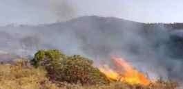فيديو / استمرار الحريق المهول بغابات تافوغالت رغم جهود فرق الإطفاء