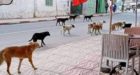 دراسة تحذر من انتشار داء الكلب في المغرب.. وتدعو إلى إجراءات للحد من خطورة الوضع