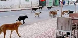 دراسة تحذر من انتشار داء الكلب في المغرب.. وتدعو إلى إجراءات للحد من خطورة الوضع