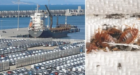 السلطات المغربية تتحرك بشكل عاجل بعد اكتشاف “بق” على متن سفينة قادمة من فرنسا